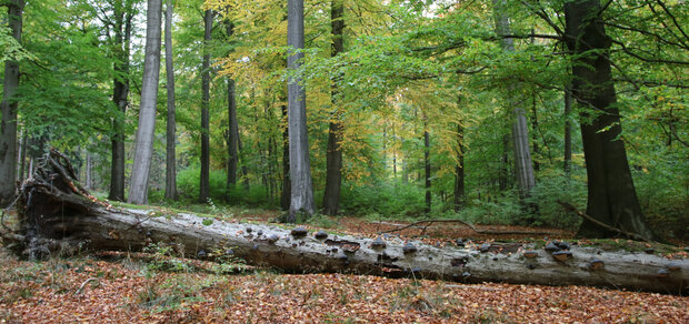 liegendes Totholz in Buchenwald