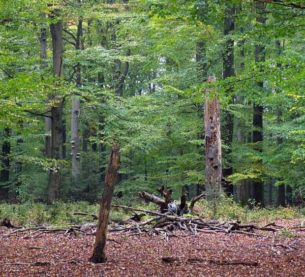 Buchenwald mit viel liegendem und stehendem Totholz