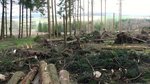 Windwurffläche im Wald