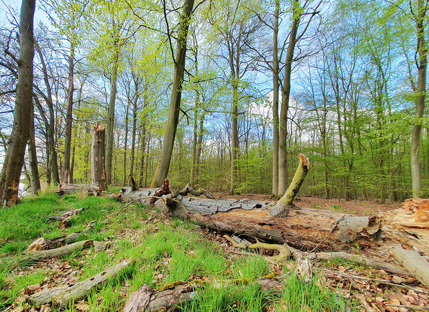 Laubwald im Frühjahr mit viel Totholz