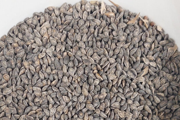 Kiefernsamen auf einem Haufen