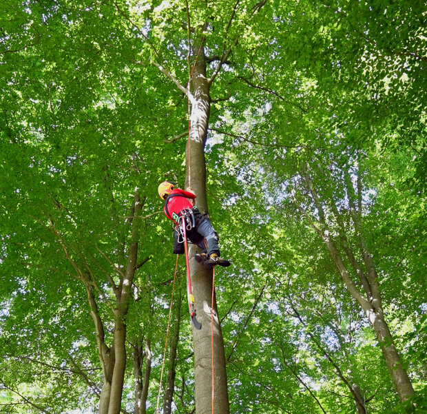 Person klettert einen Buchenstamm hoch