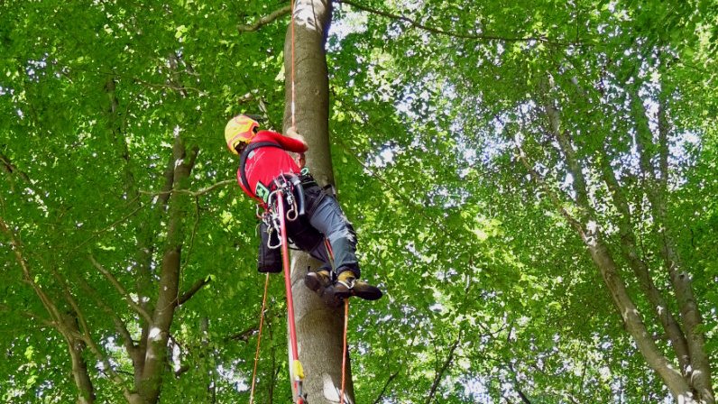Baumkletterer