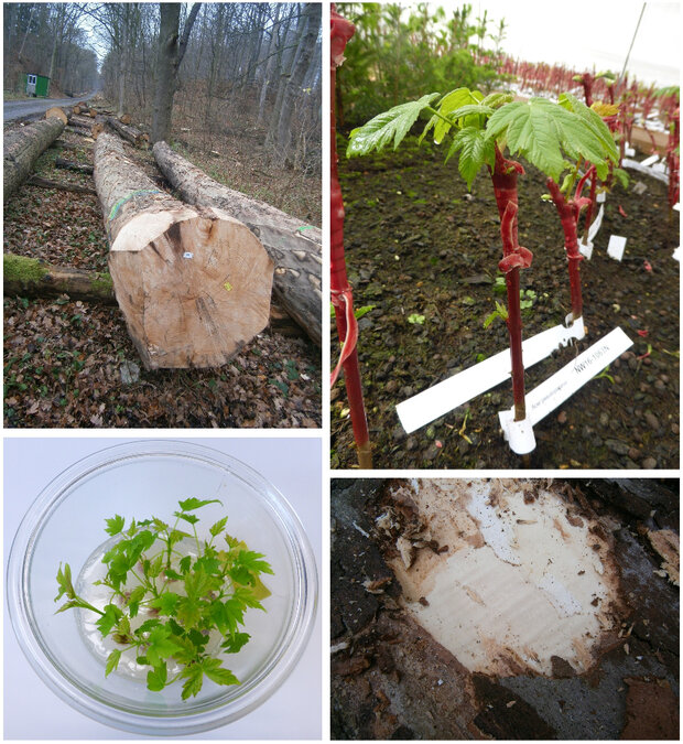 Verschiedene Bilder eines Riegelahorns