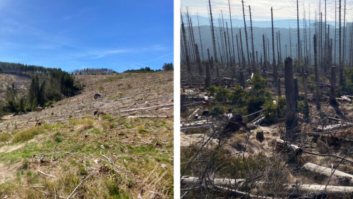 Geräumte Fläche links und Dürrständer mit Jungpflanzen rechts