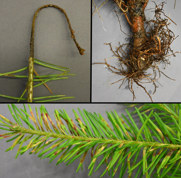 Nadeln und Wurzeln einer kranken Douglasie