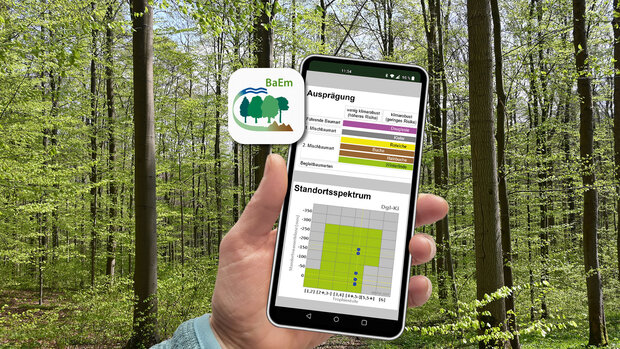 Handy zeigt vor einem Waldbild einen Ausschnitt der Baumartenempfehlungen über die App BaEm mobile 