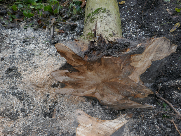 Gefällt Esche, an deren Stammschnitt die schwarze Nekrose sichtbar ist.
