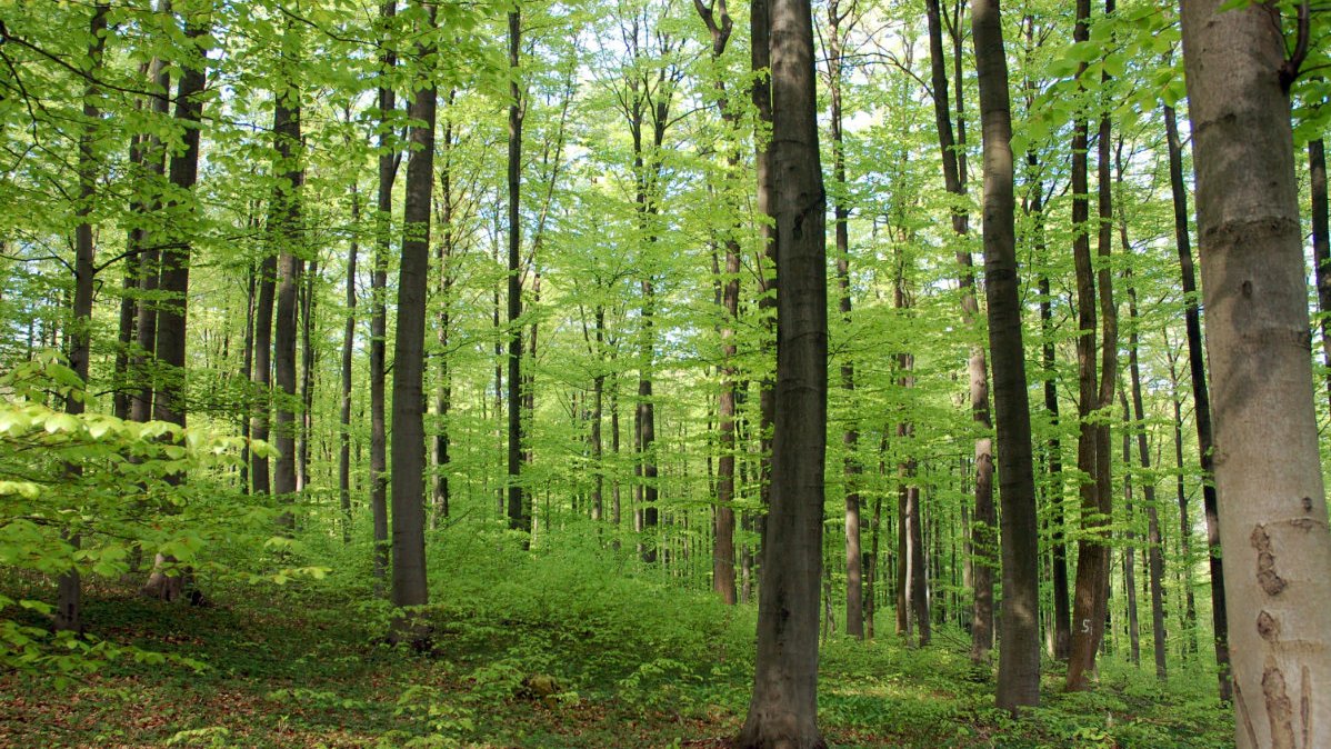 Buchenwald im Sommer
