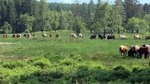 Rinder und Pferde in einer offenen Waldlandschaft. Foto: M. Schmidt