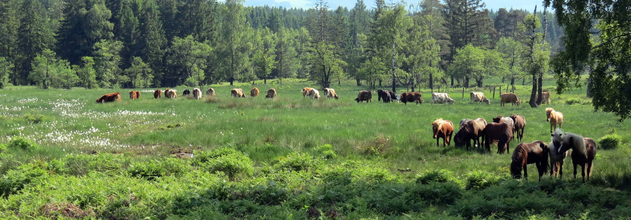 Rinder und Pferde in einer offenen Waldlandschaft. Foto: M. Schmidt