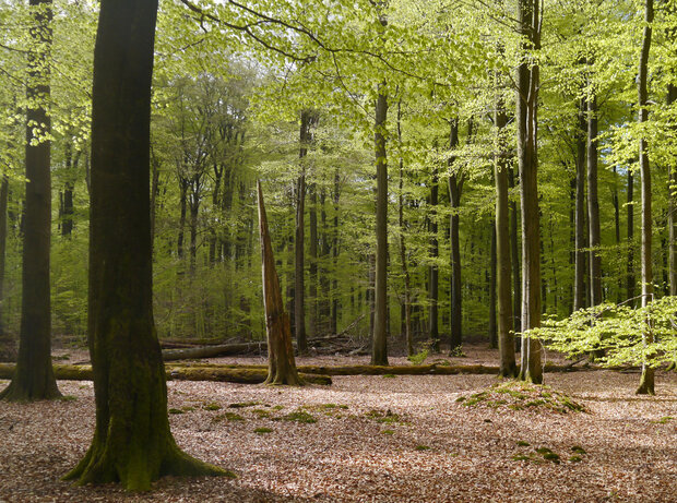 Laubwald mit viel Totholz