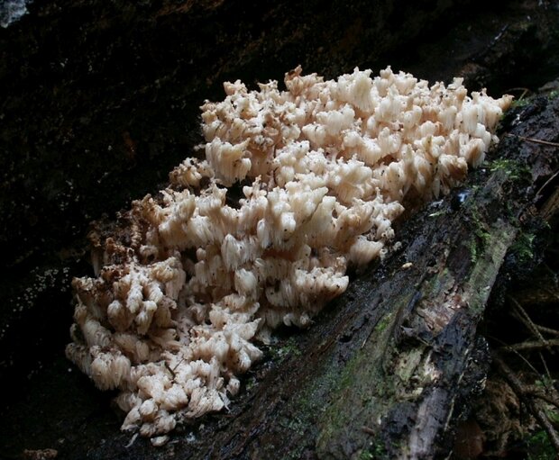 Auf dem Foto ist der Pilz Ästiger Stachelbart an einem Baum abgebildet 