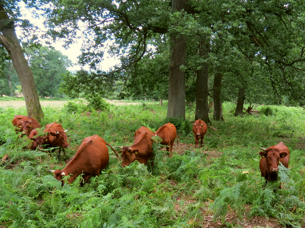 Rinder in einem Hutewald