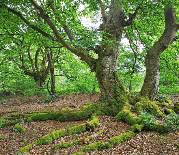 Knorrige Bäume im Hutewald