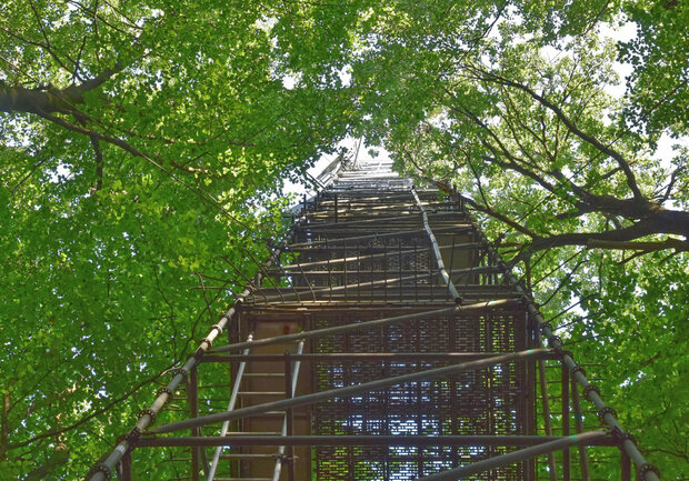 Blick von unten in Baumkronen mit einem Messturm zwischen den Buchen