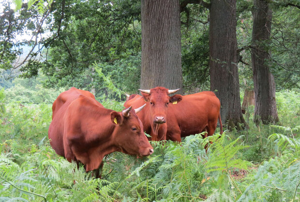 rote Rinder im Farn