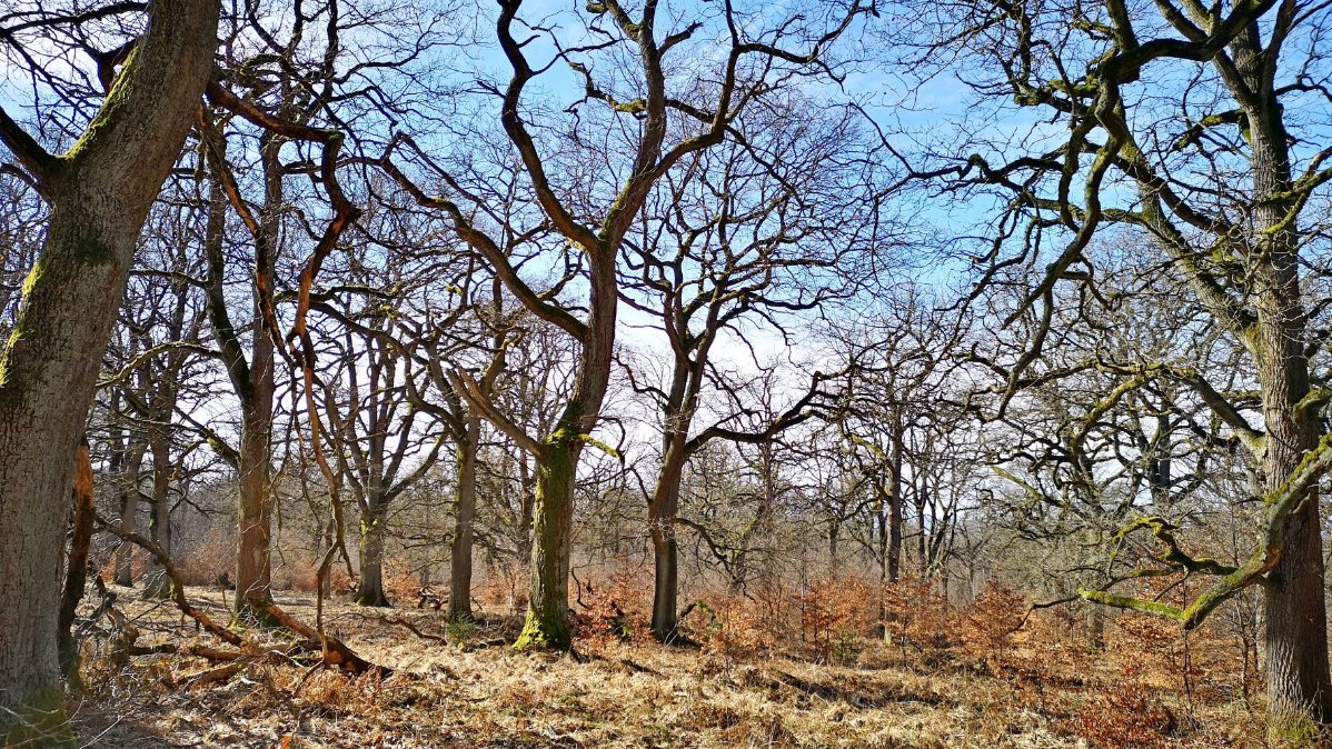 Ein Hutewald mit einem lichten Eichenbestand im Winter