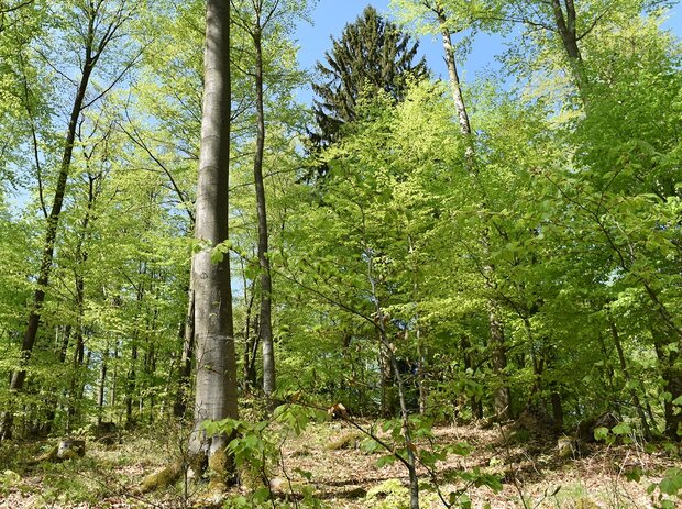 strukturierter Laubmischwald im Frühling