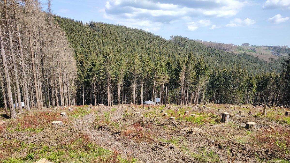 Im Vordergrund des Bildes ist ein frisch geräumter Fichtenbestand zu erkennen. Am linken Bildrand ein Bereich mit Dürrständern (abgestorbene Fichten) und im Hintergrund aktuell noch vitale Fichtenbestände