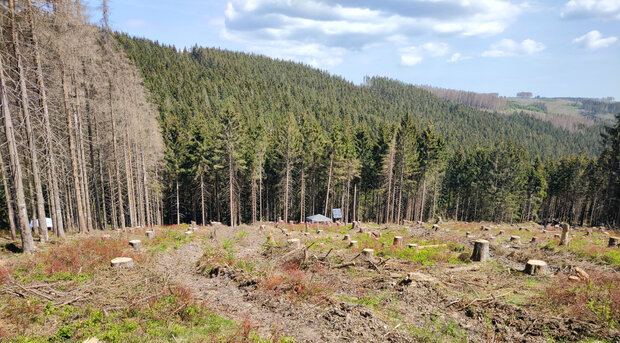 Schadensfläche im Wald