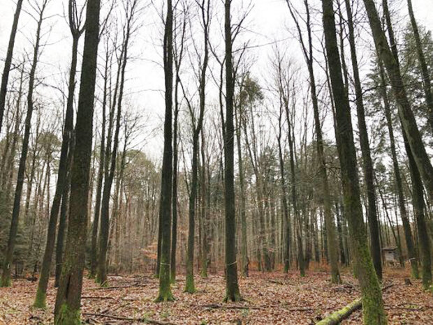 Esskastanien-Reinbestand im Winter