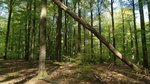 Laubwaldbestand mit einem umgekippten Baum