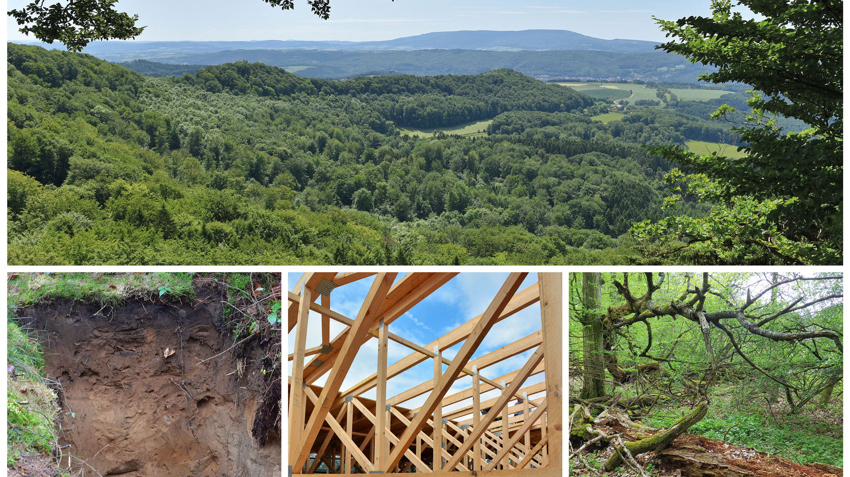 Kollage aus Kohlenstoffspeichern in der Natur