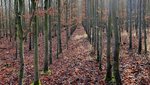Junge Buchen im Herbst in Reihen gepflanzt