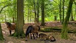 Ponys im Hutewald im Solling