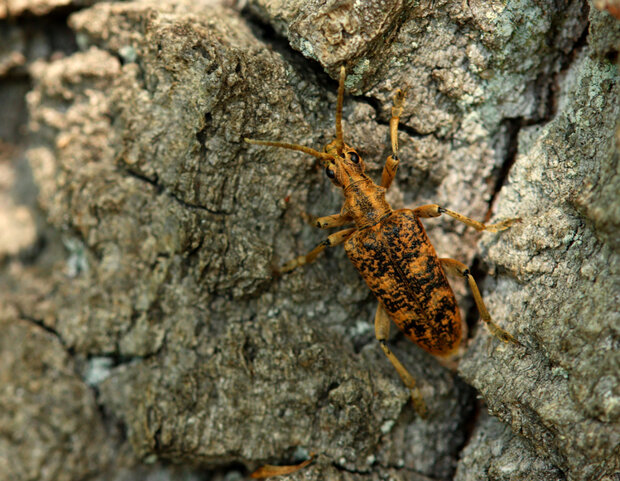 Braun gescheckter Käfer gut getarnt auf einem Stück Rinde