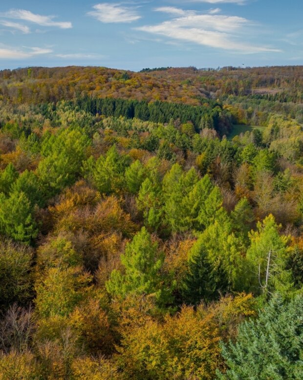 Luftbild einer Landschaft mit Wäldern