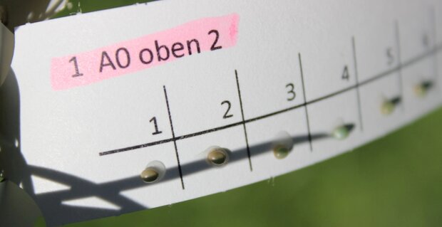 Auf dem Foto ist ein Kiefernspinnerei mit Erzwespe dargestelllt (Foto: L. Dobrindt) 