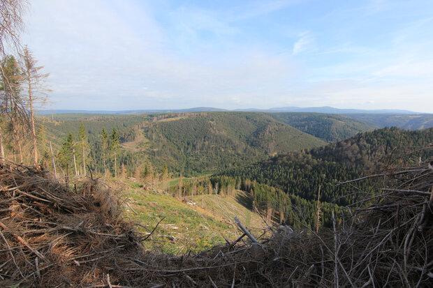 Kahle Flächen im Wald im Harz