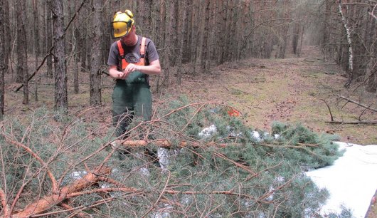 Gefällte Kiefer auf einer weißen Plane im Wald, daneben ein Wissenschaftler, der Daten aufschreibt.