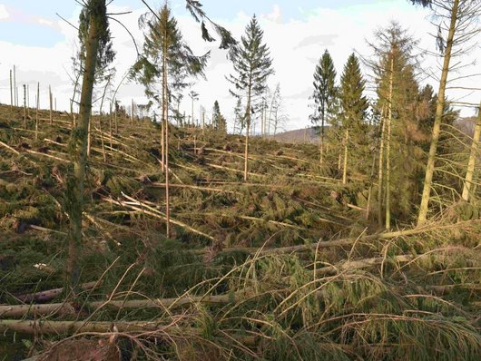 Auf dem Foto ist eine Sturmschadensfläche im Wald verursacht durch das Orkantief Friederike am 18.01.2018 abgebildet (Foto: J. Evers) 