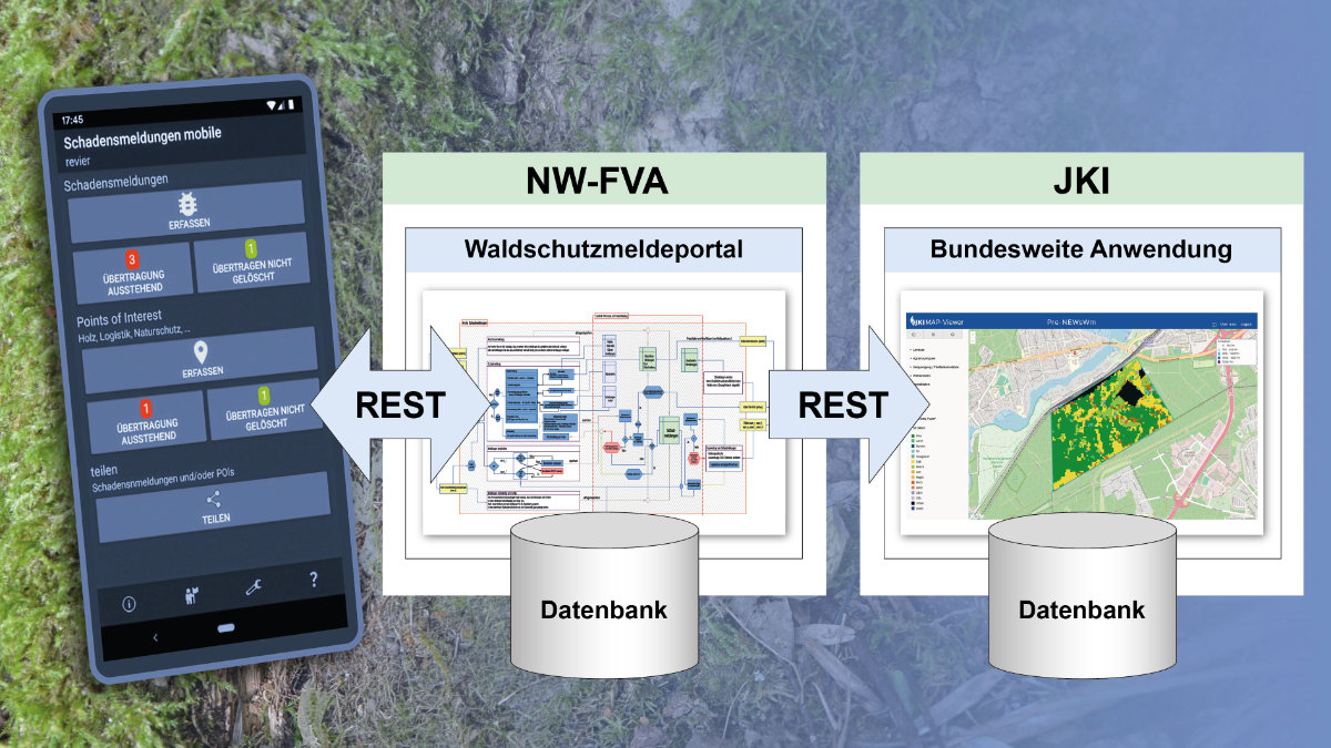 Die Abbildung zeigt ein Handy mit der App des Waldschutzmeldeportals sowie zwei Darstellungen der dahinter liegenden Datenbanken der NW-FVA und des JKI